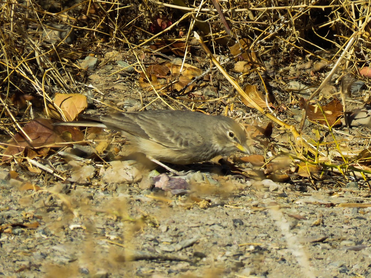 Desert Lark - Mitra Daneshvar