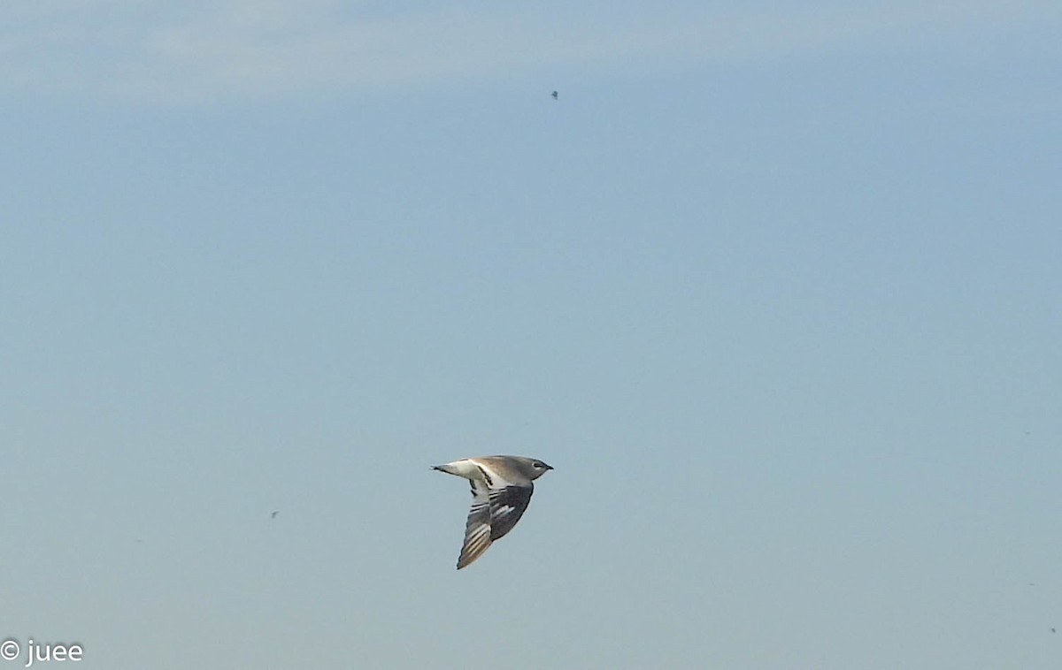 Small Pratincole - juee khopkar