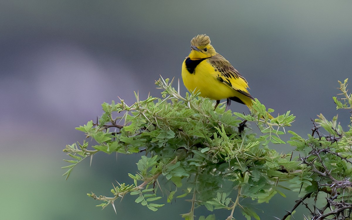 Pipit doré - ML405293491