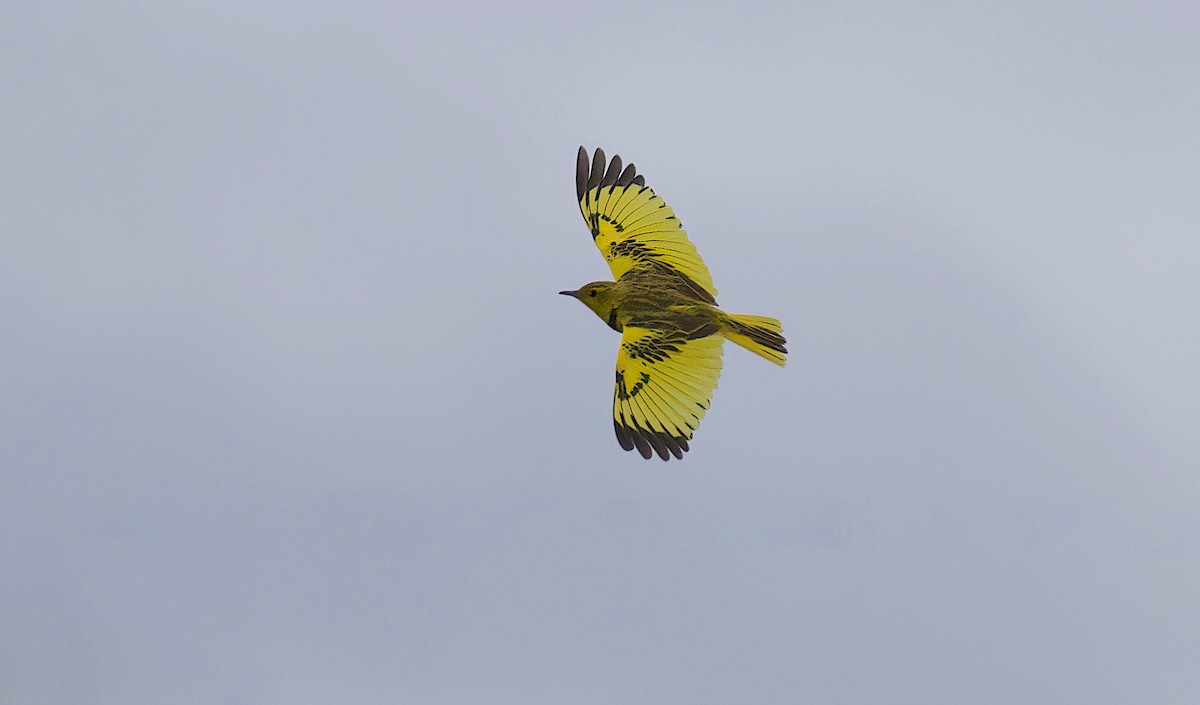 Pipit doré - ML405293891