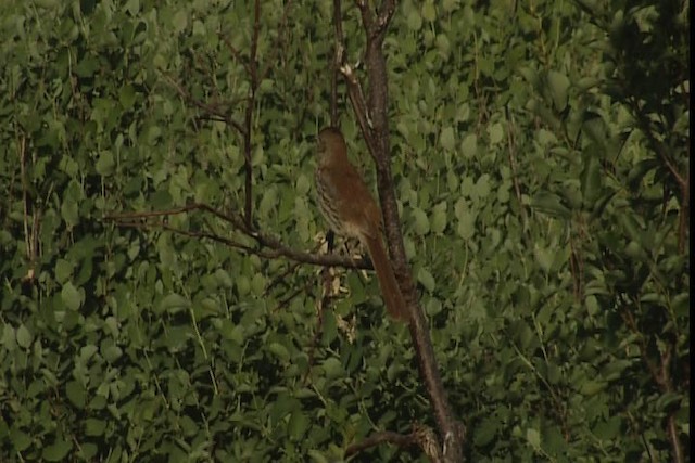 Brown Thrasher - ML405296