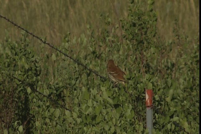 Brown Thrasher - ML405297