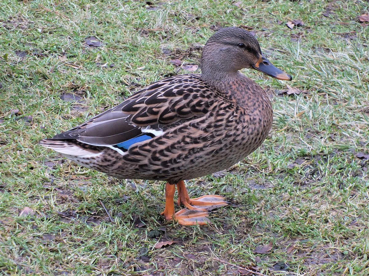 Mallard - ML405299051