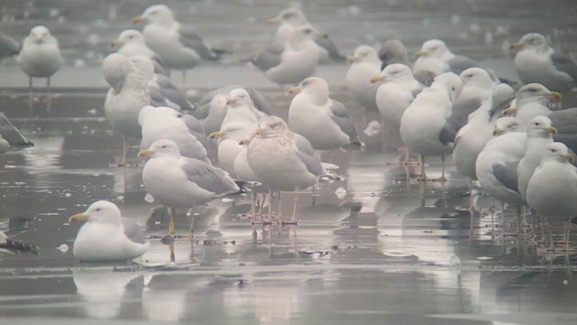 Glaucous Gull - ML405299231