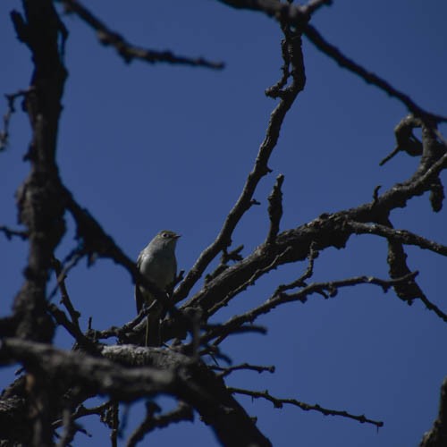 Small-billed Elaenia - ML405299241