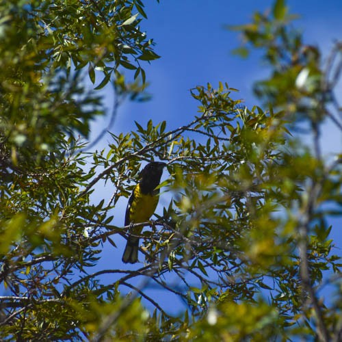 Black-backed Grosbeak - ML405299751