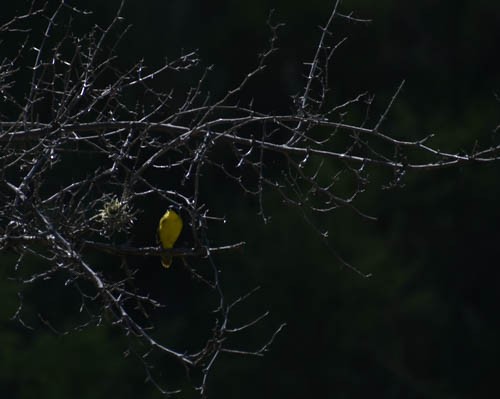 Southern Yellowthroat - ML405301581