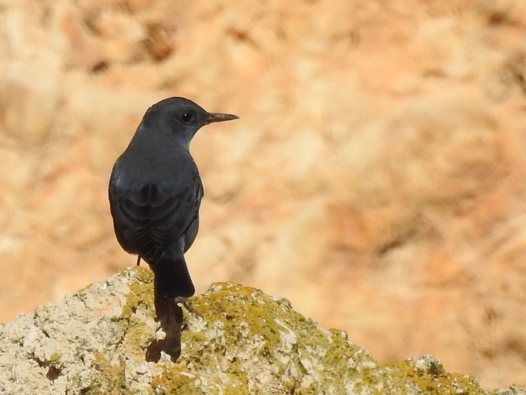 Blue Rock-Thrush - ML405301641