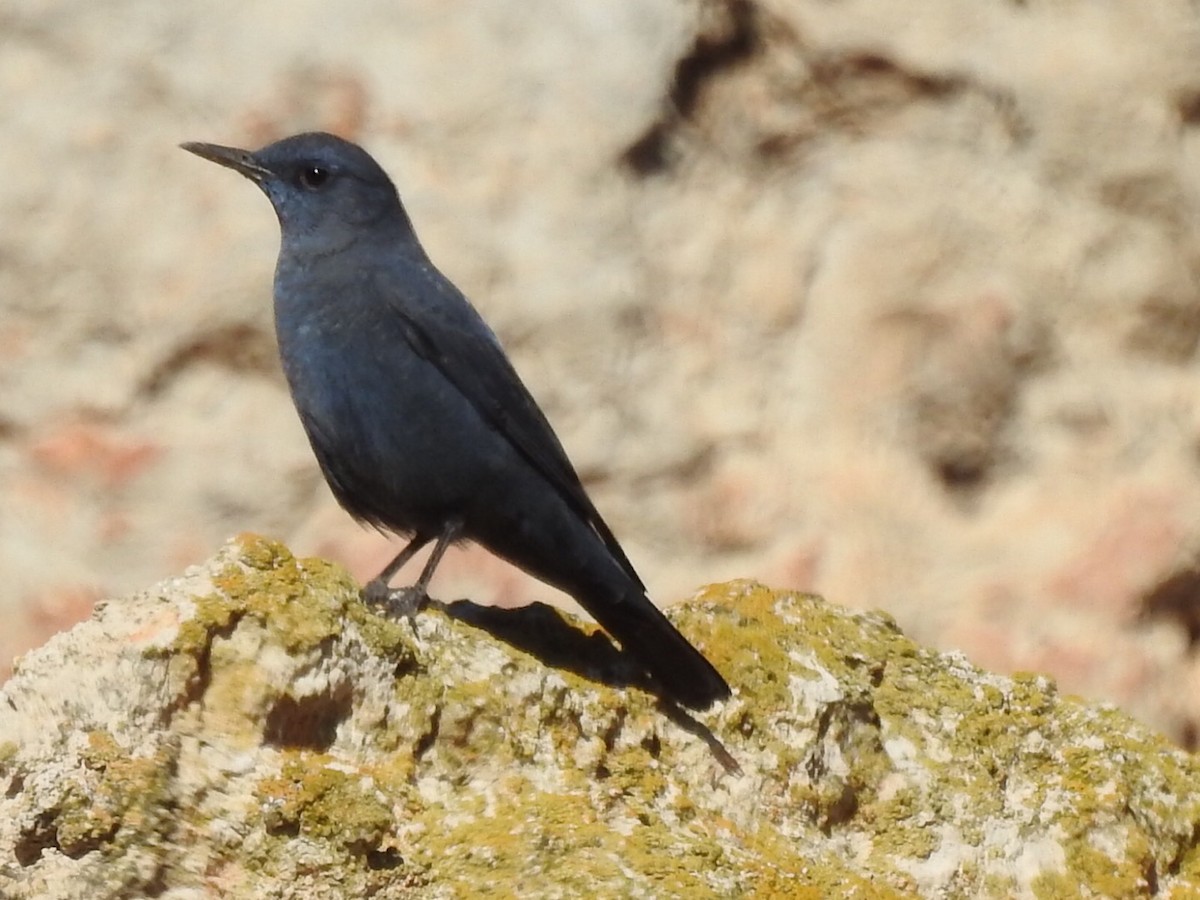 Blue Rock-Thrush - ML405301651