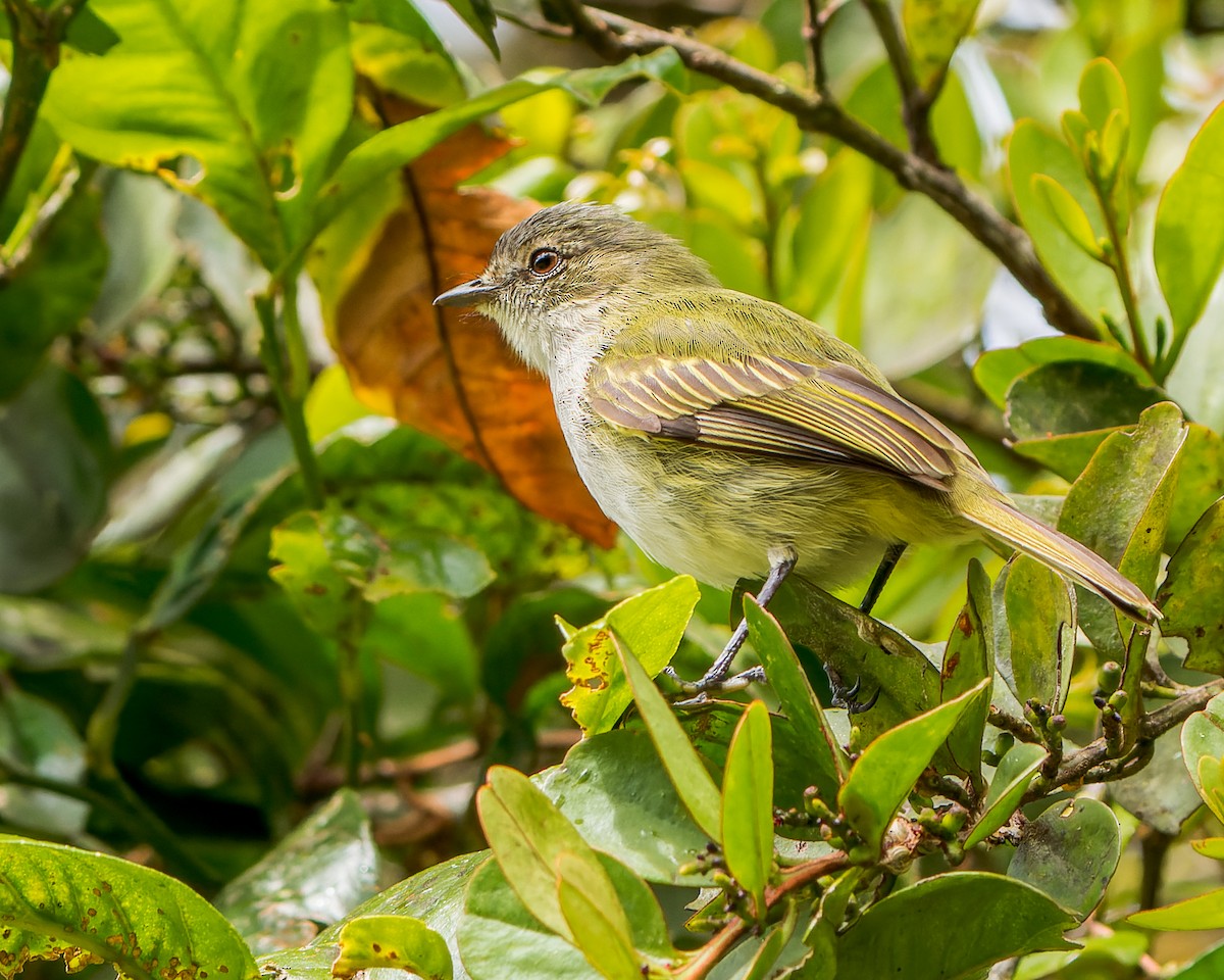 Mistletoe Tyrannulet - Tyler Wenzel