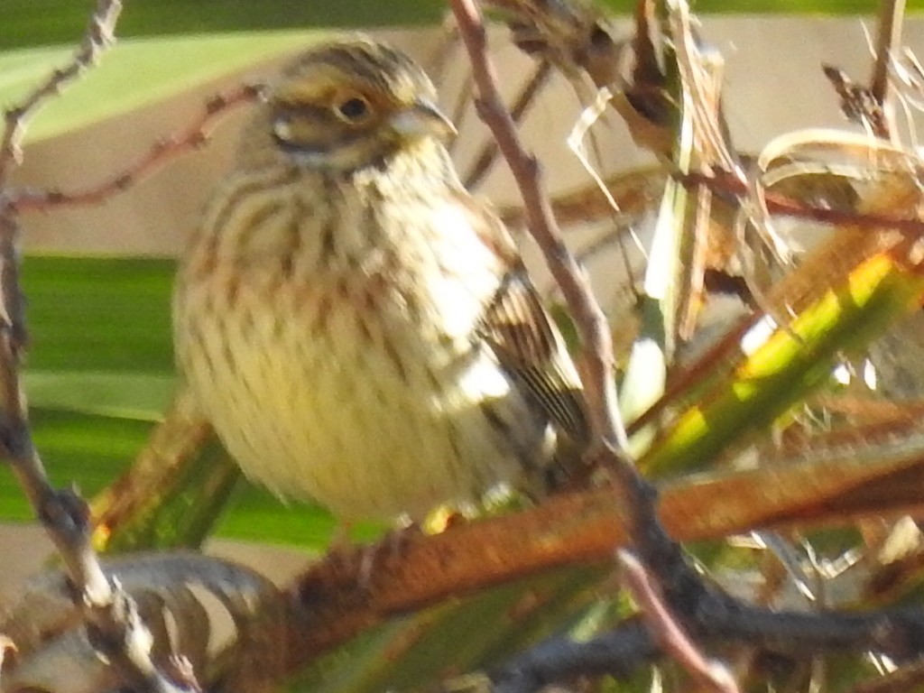 Cirl Bunting - ML405301751