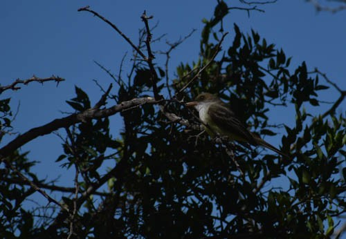 Swainson's Flycatcher - ML405302391