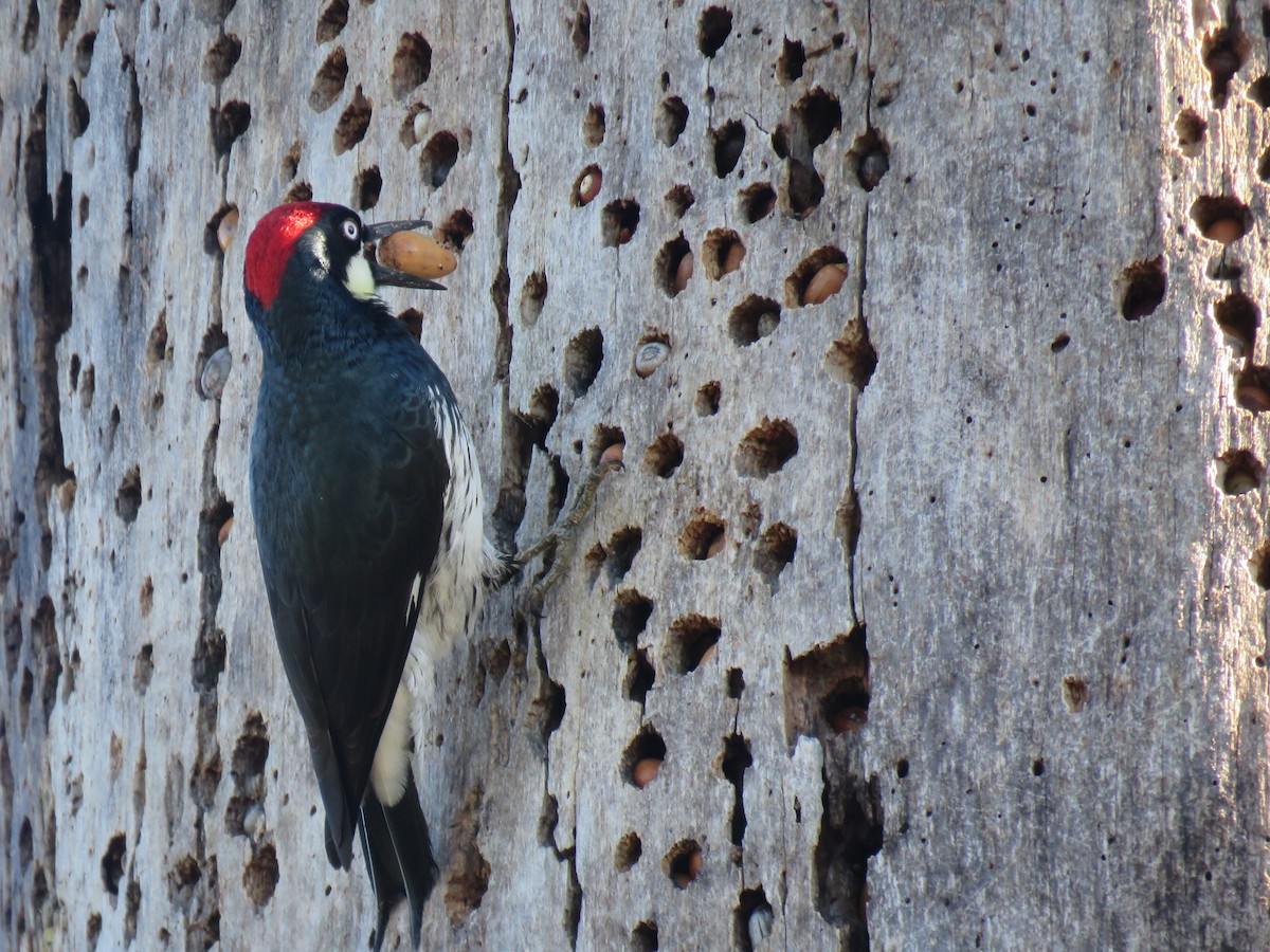 Acorn Woodpecker - ML405303241
