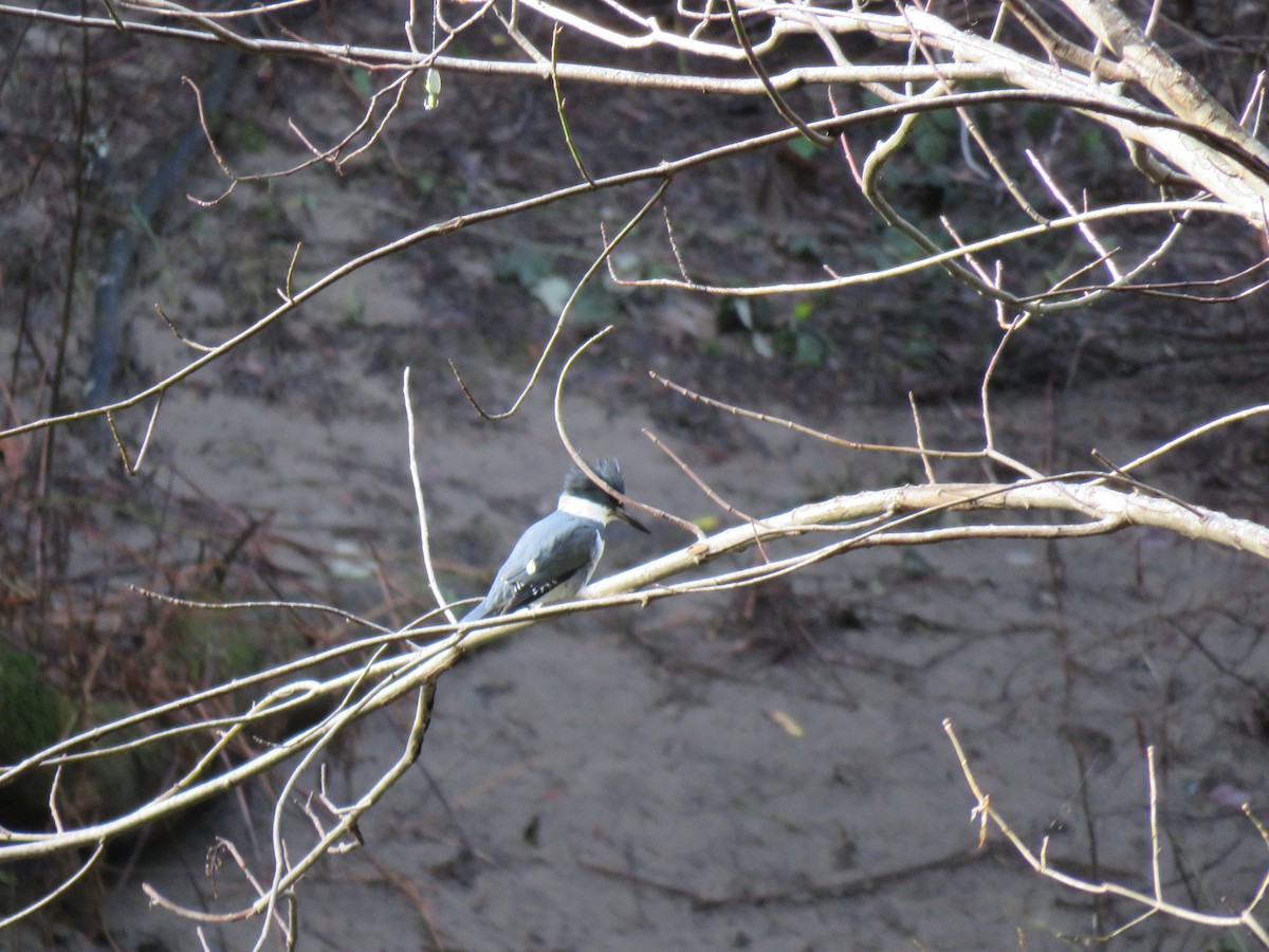 Belted Kingfisher - ML405303261