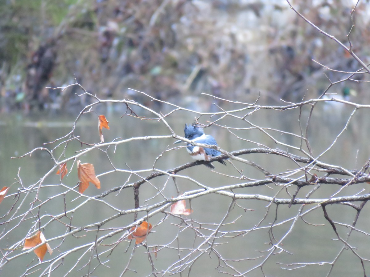 Belted Kingfisher - ML405303341