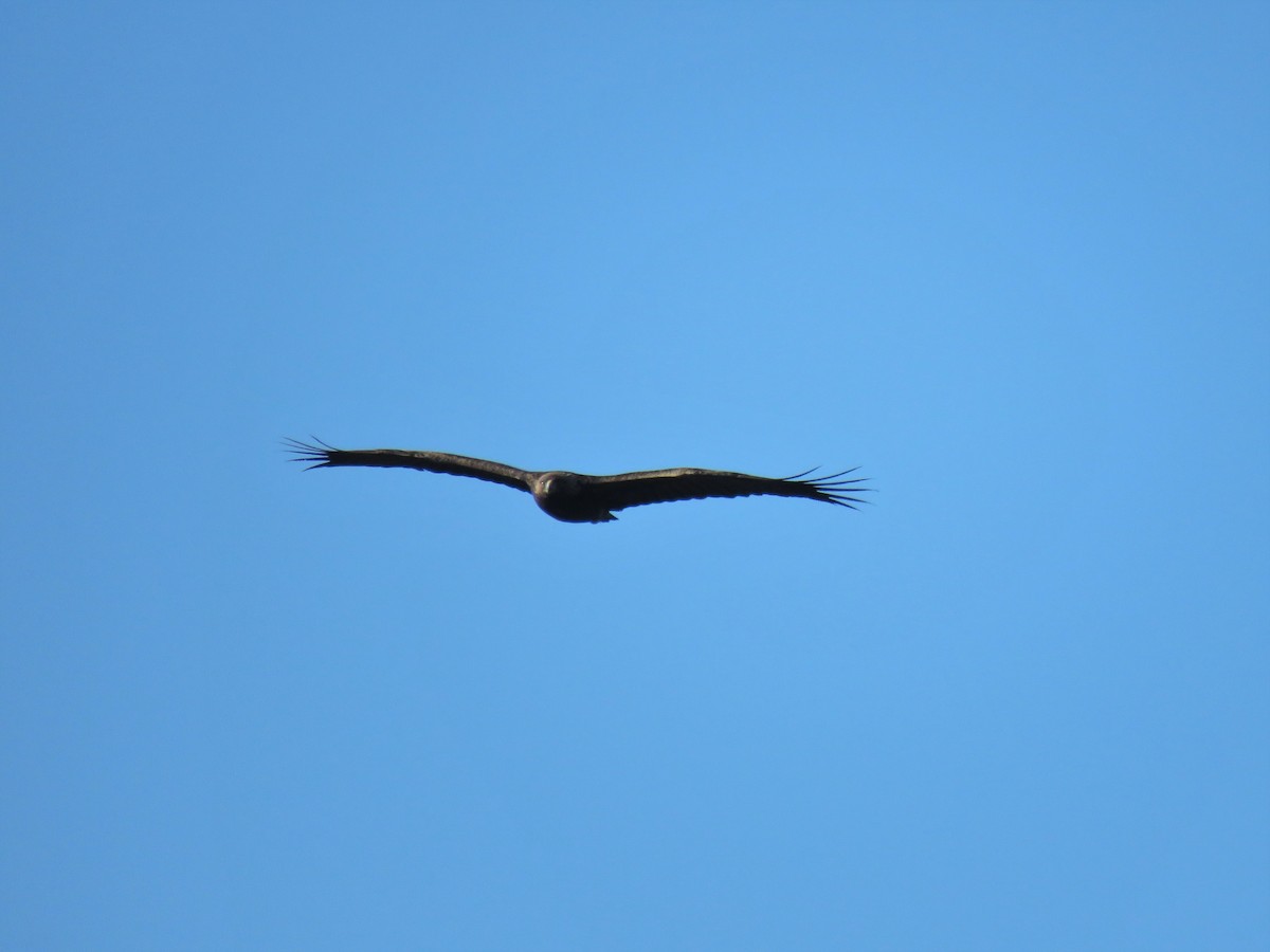 Golden Eagle - ML405303381