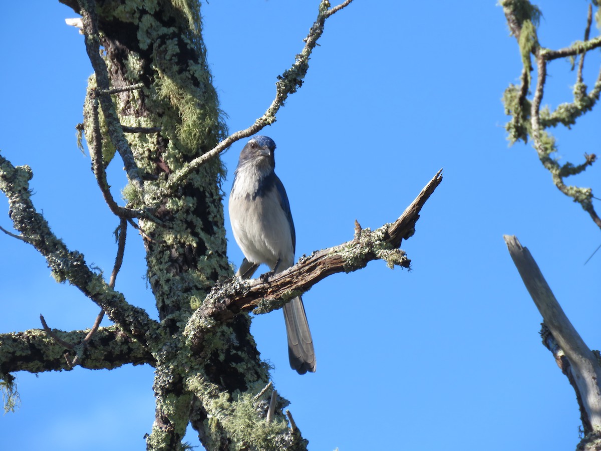 California Scrub-Jay - ML405303531