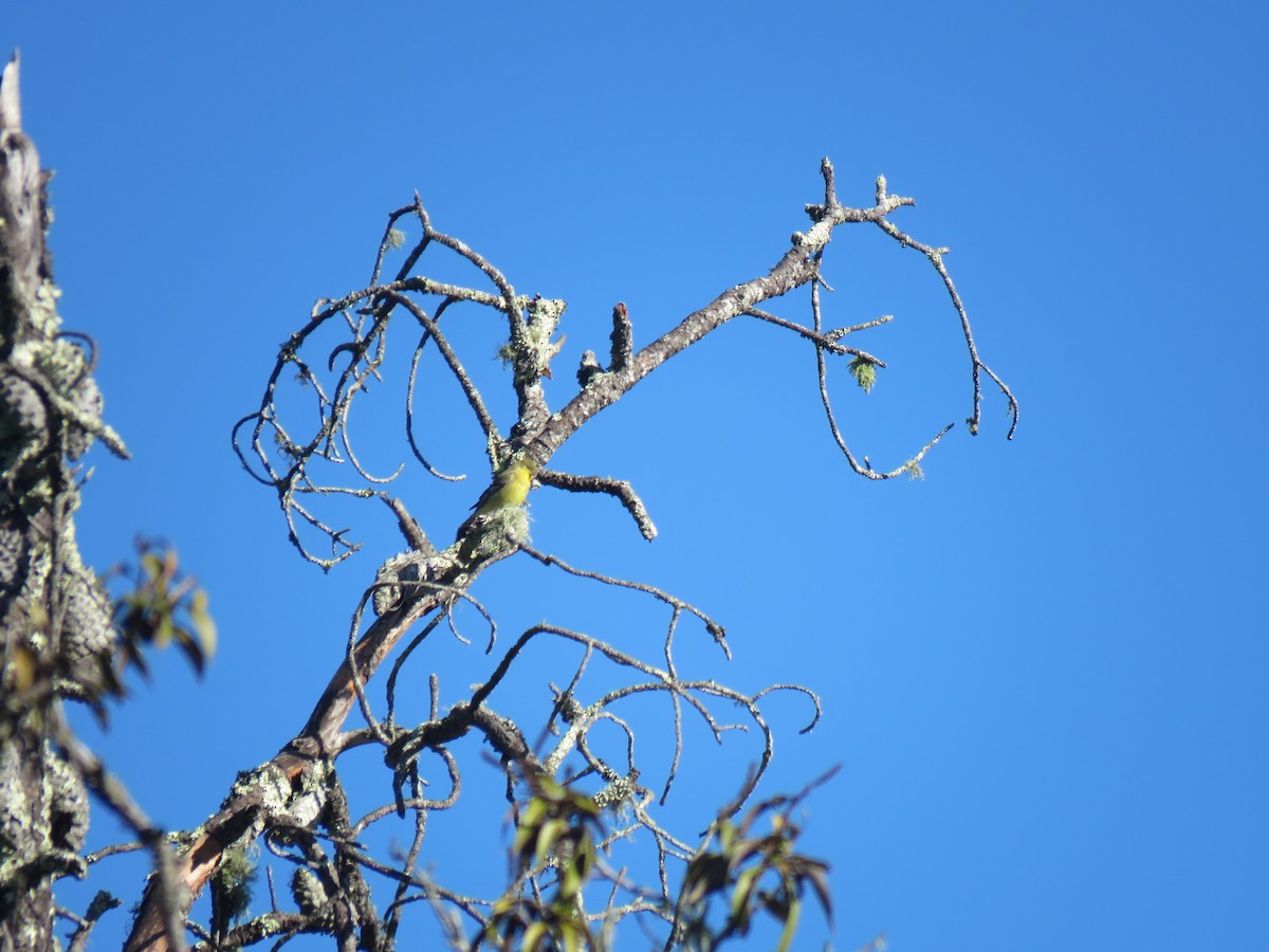 Lesser Goldfinch - ML405303691