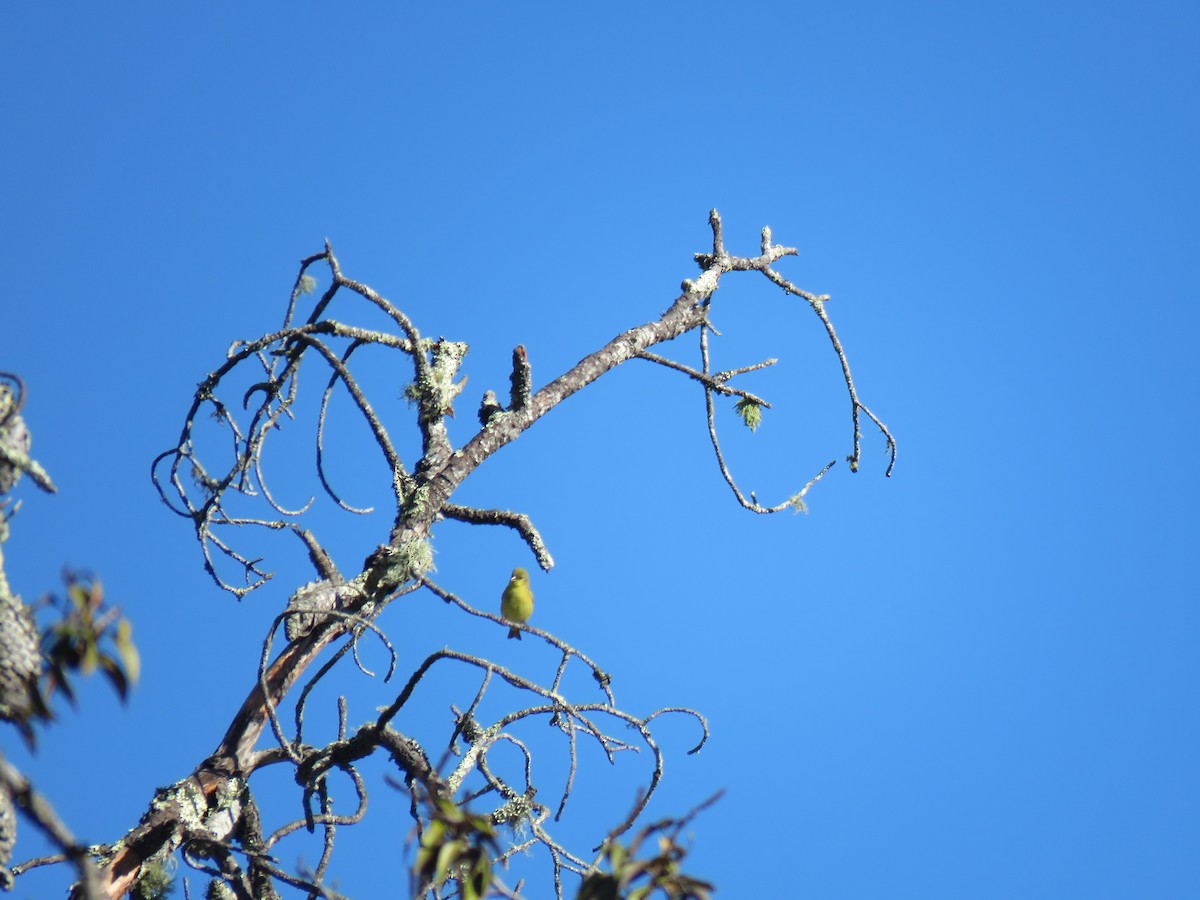 Lesser Goldfinch - ML405303731