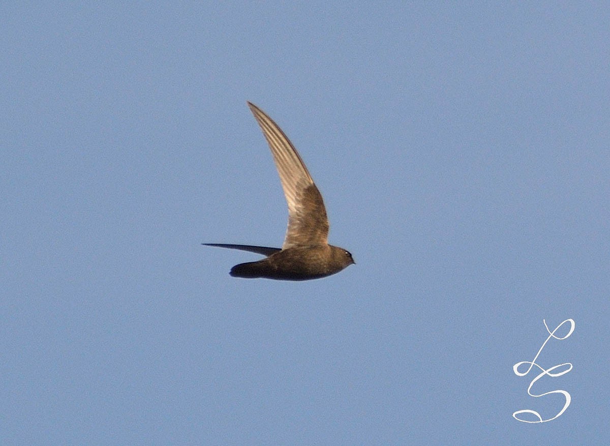 Rothschild's Swift - Luis Fernandez