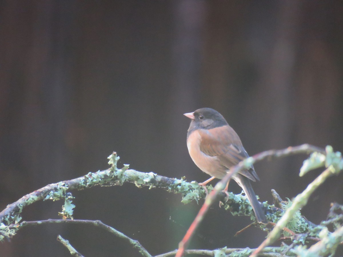 Dark-eyed Junco - ML405303851