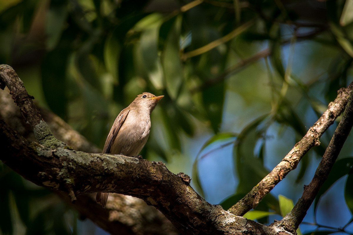 Rusty-tailed Flycatcher - Sivaguru Noopuran PRS
