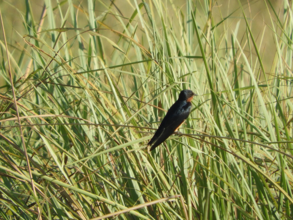 Barn Swallow - ML405307691