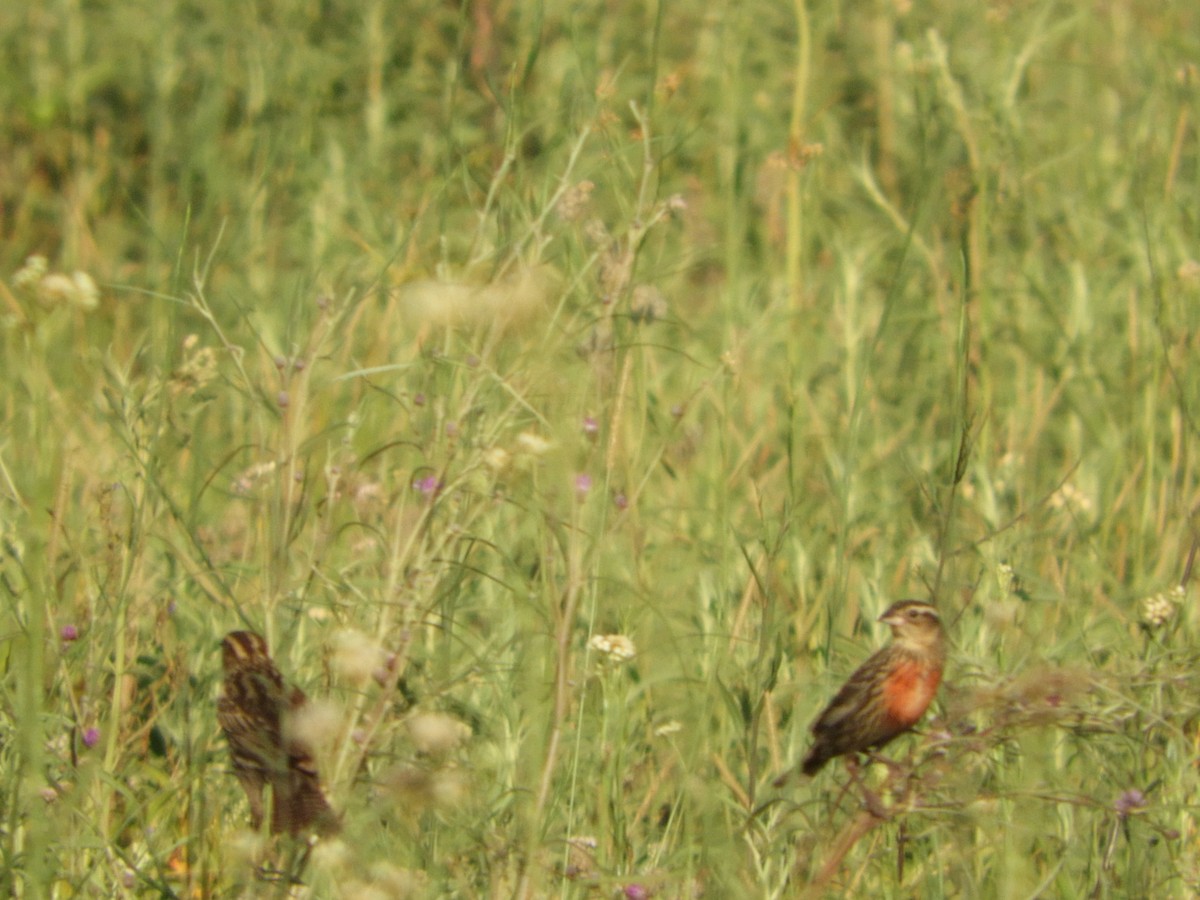 White-browed Meadowlark - Silvia Enggist