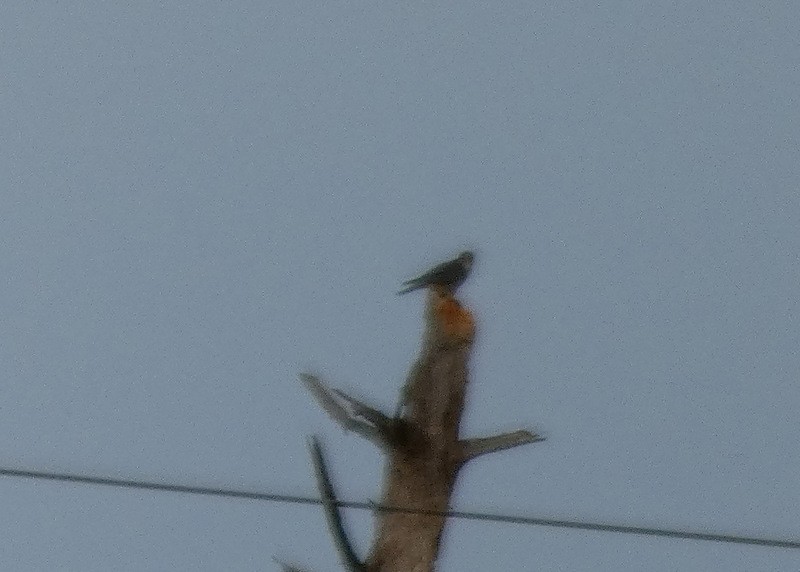 Peregrine Falcon - ML405308081