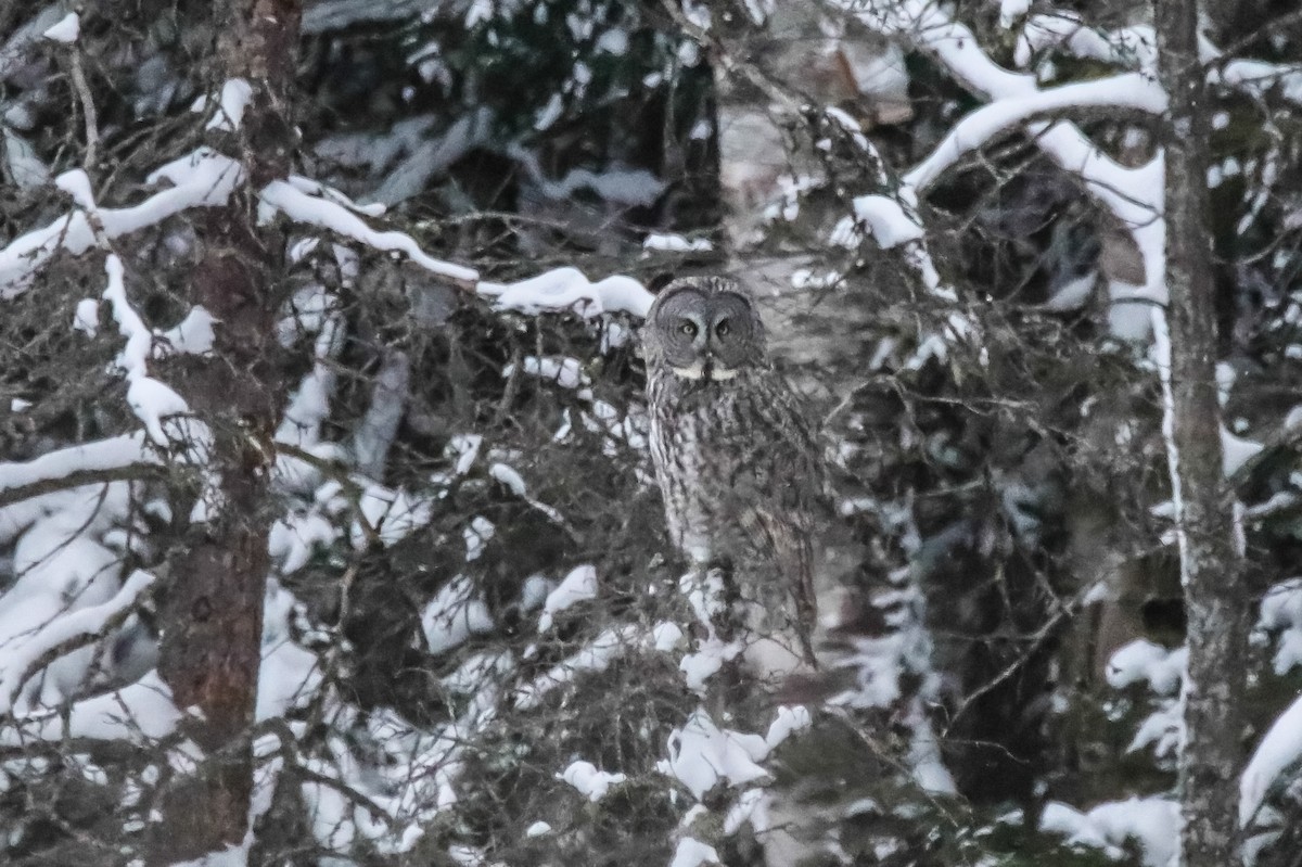 Great Gray Owl - ML405308511