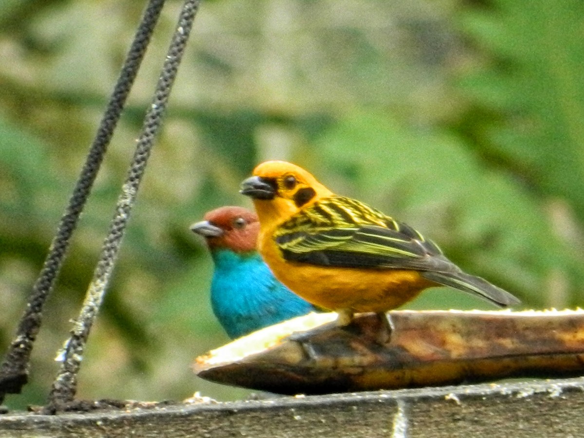 Golden Tanager - ML405309731