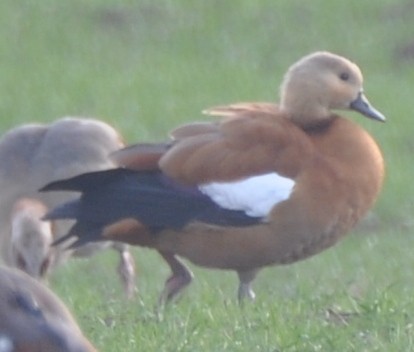 Egyptian Goose x Ruddy Shelduck (hybrid) - Jasper Myles