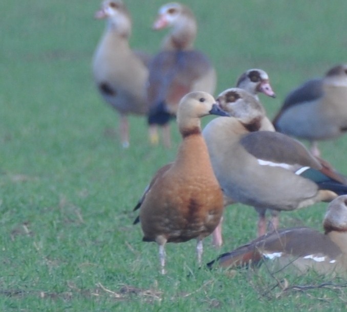 Egyptian Goose x Ruddy Shelduck (hybrid) - Jasper Myles