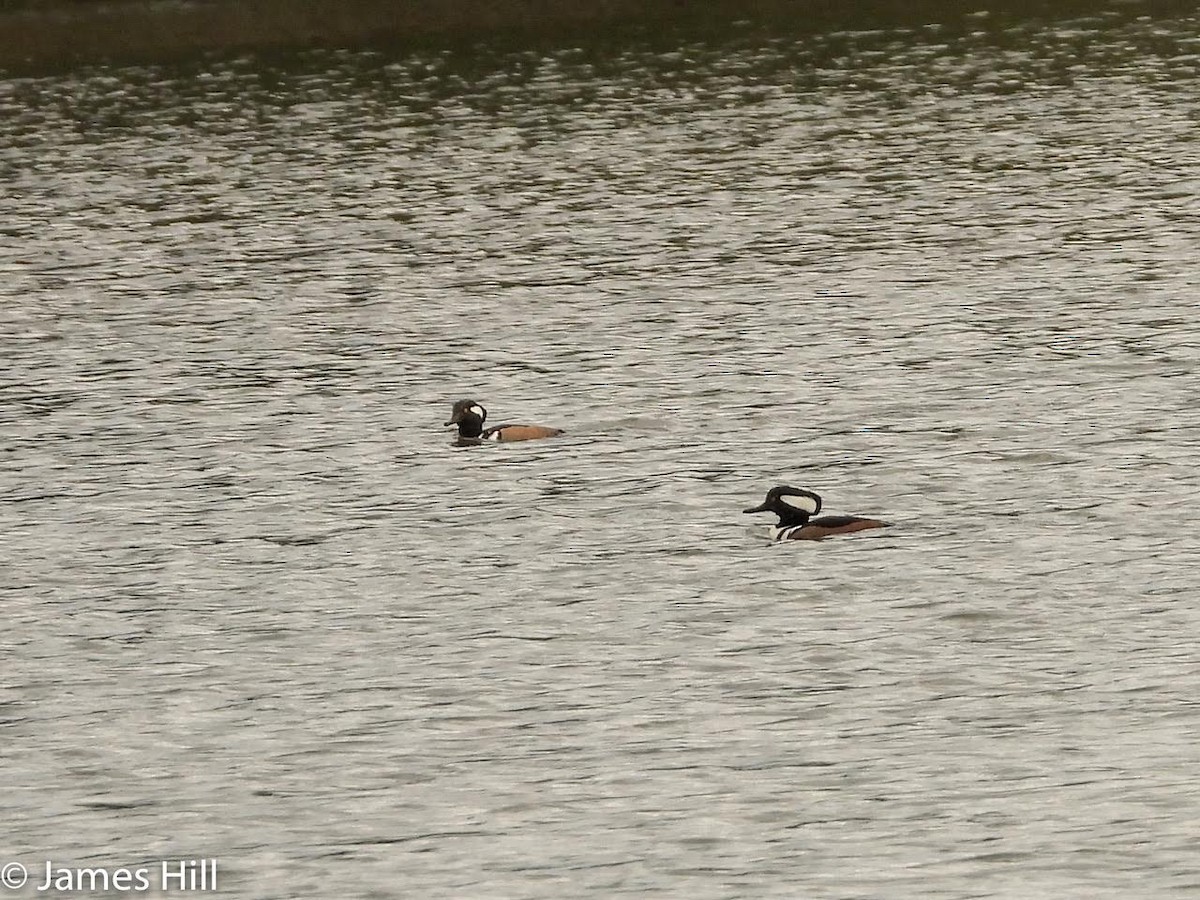 Hooded Merganser - ML405313171