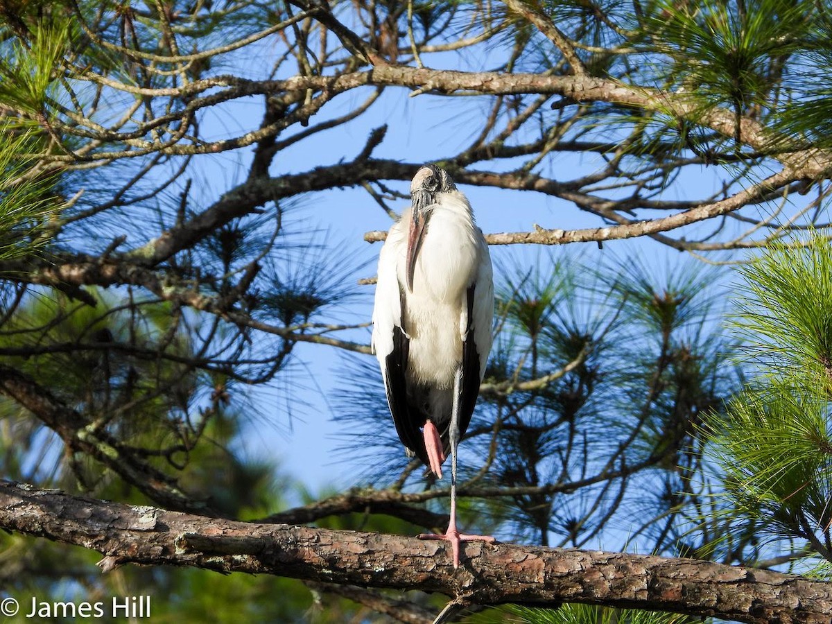 Wood Stork - ML405313451