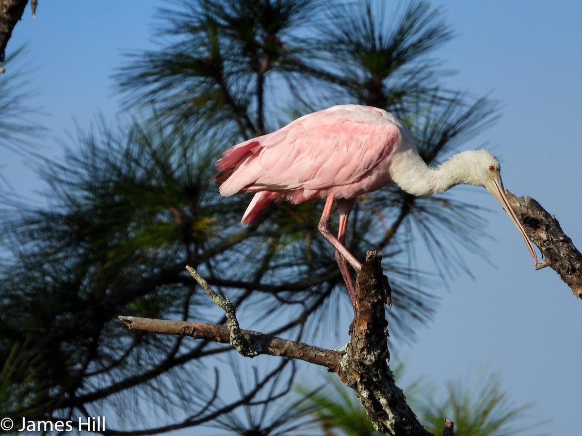 Roseate Spoonbill - ML405313701