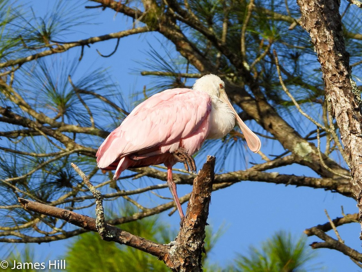 Roseate Spoonbill - ML405313711