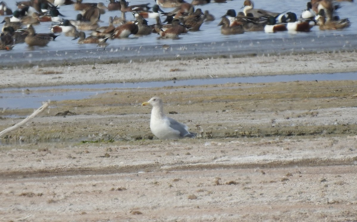 Glaucous-winged Gull - ML405314961