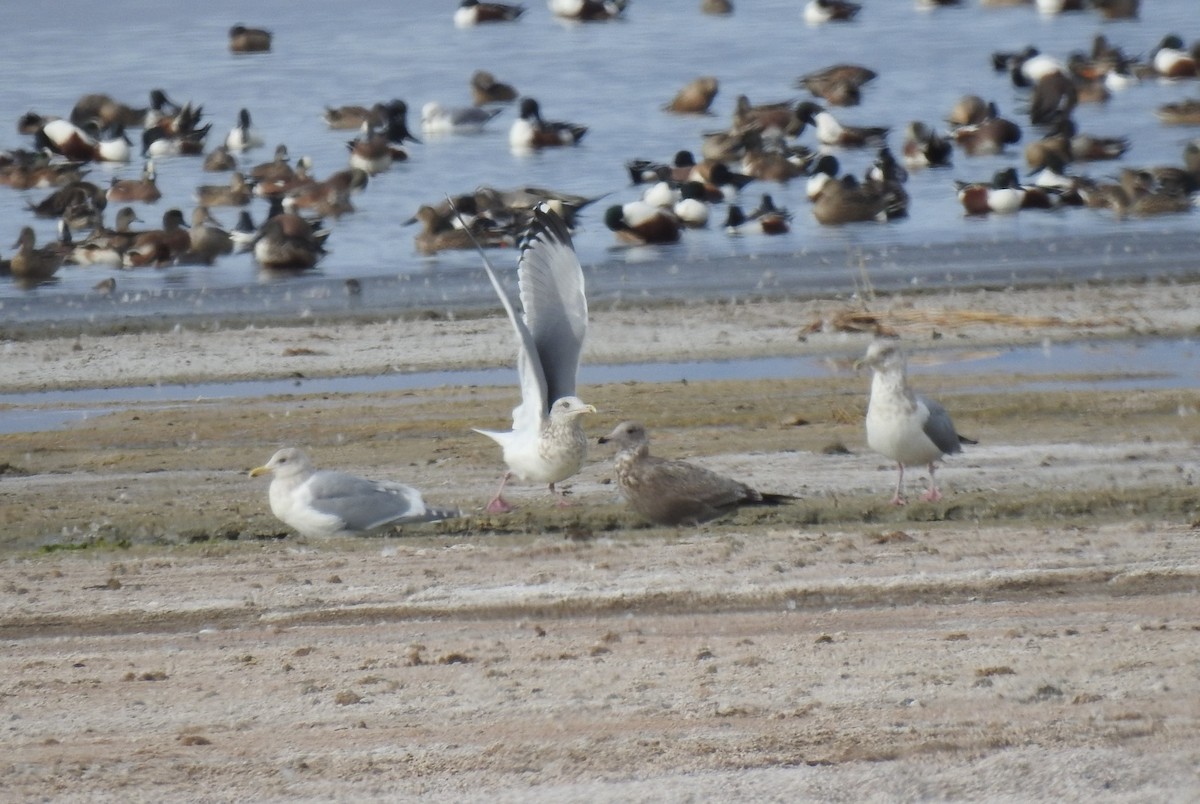 Glaucous-winged Gull - ML405314981