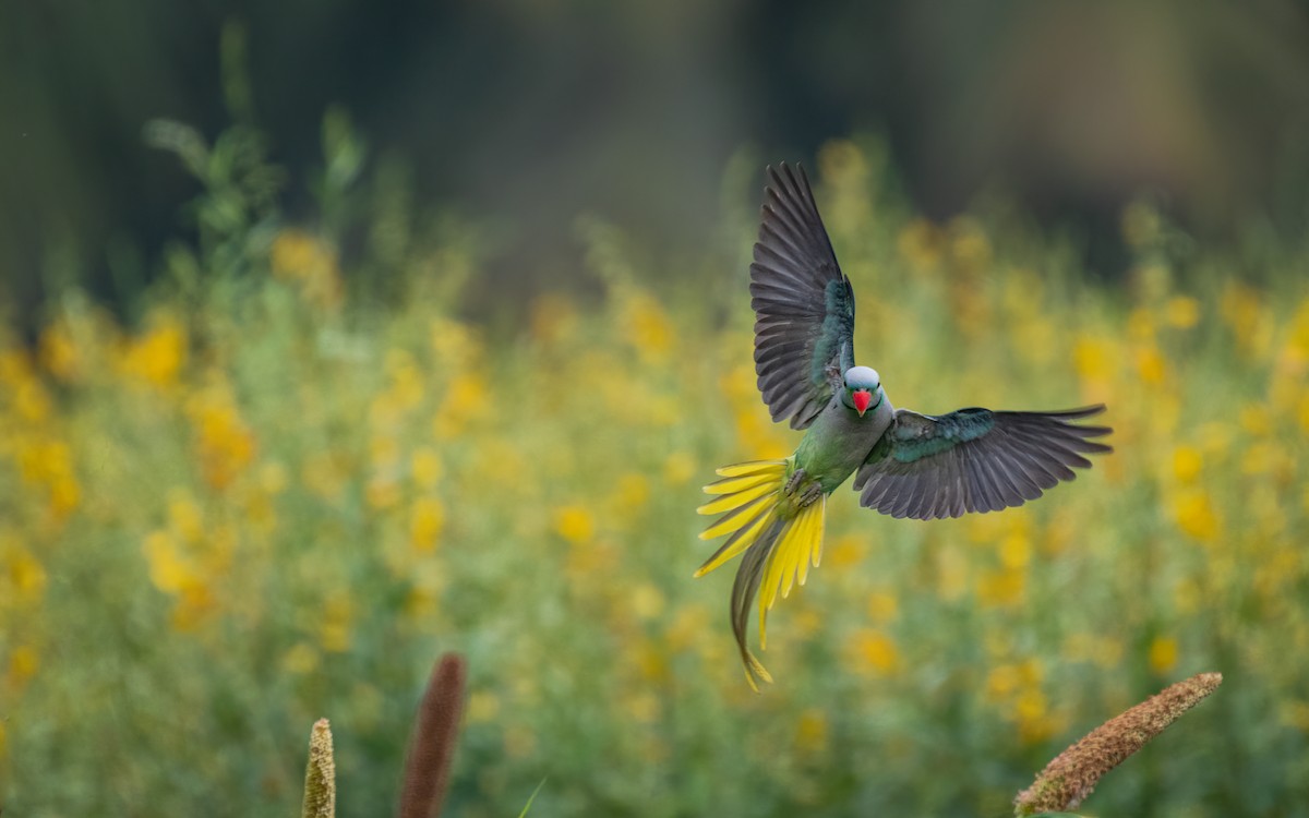 Malabar Parakeet - Sharang Satish