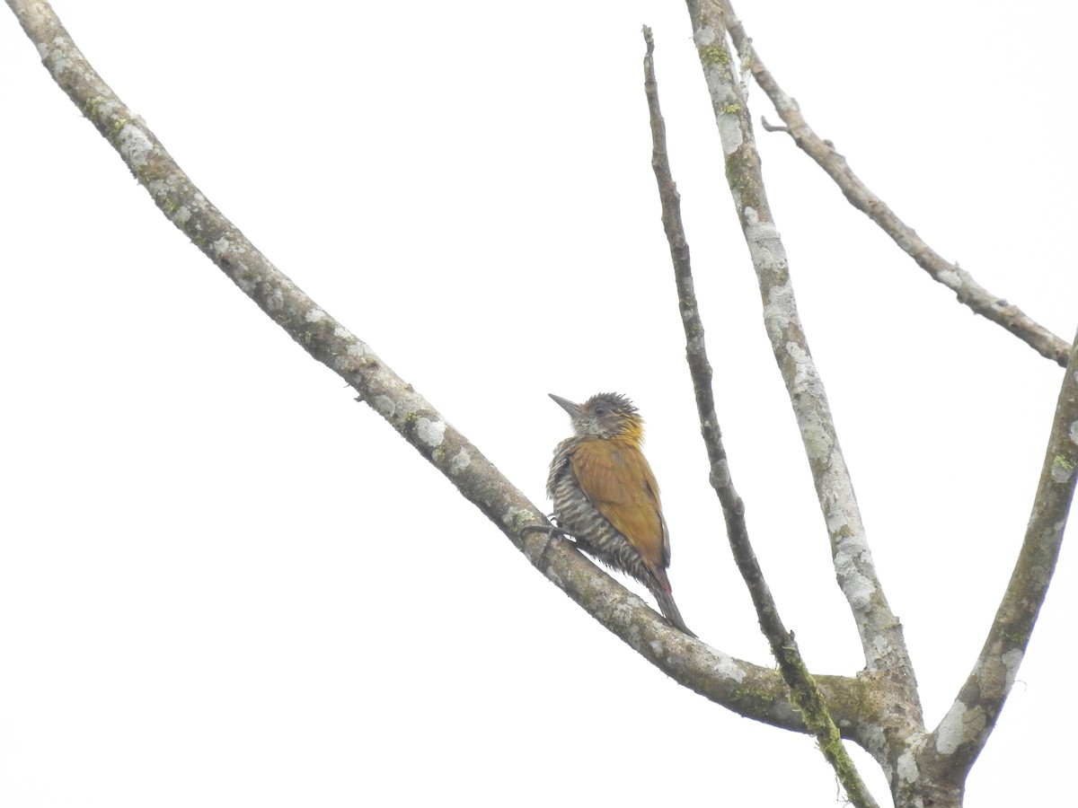 Red-rumped Woodpecker - ML405315031