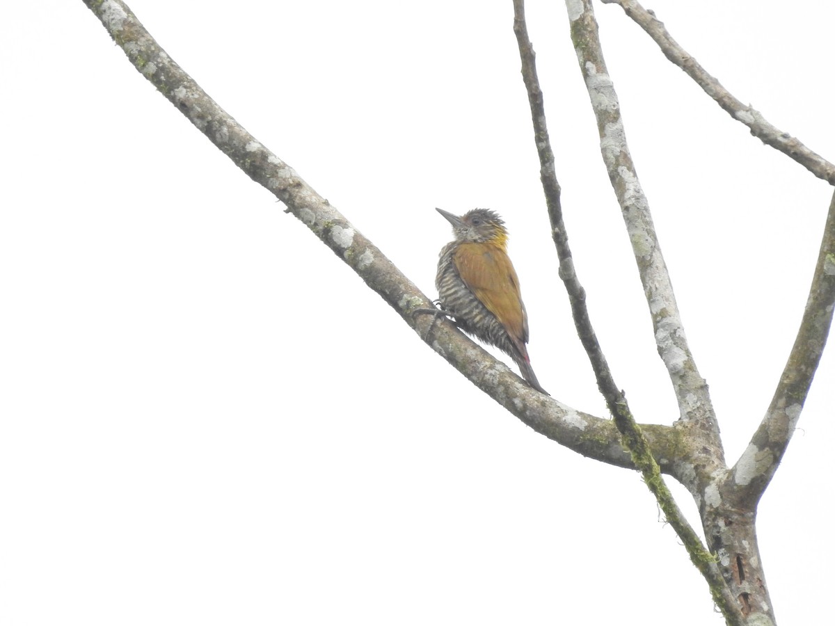 Red-rumped Woodpecker - ML405315051