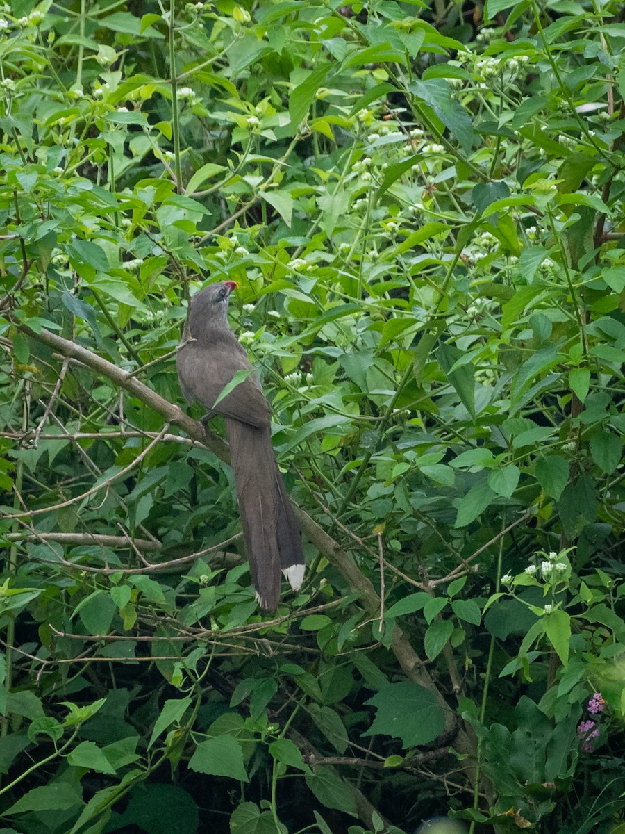 Sirkeer Malkoha - ML405315581