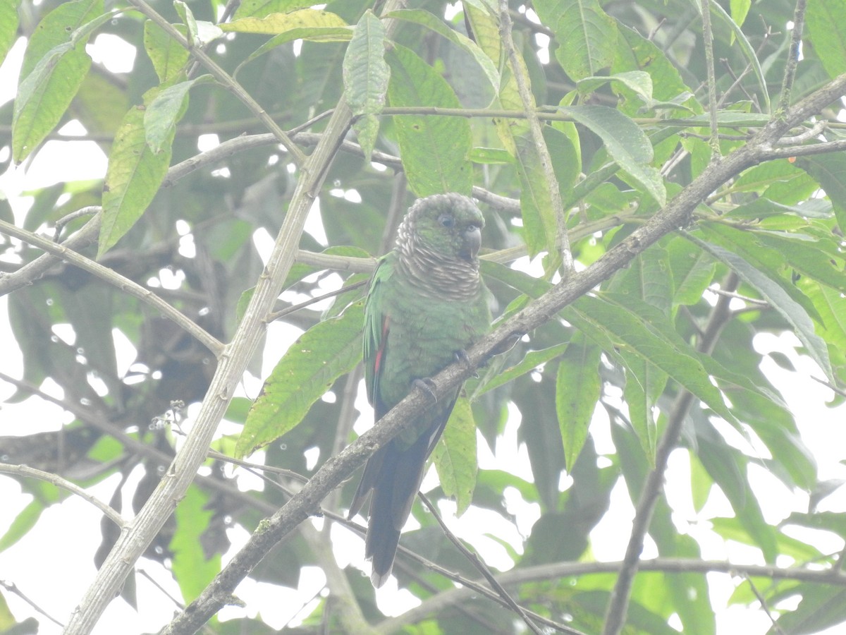 Maroon-tailed Parakeet - Juan Carlos🦉 Crespo