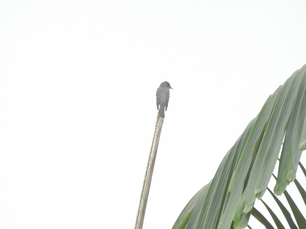 Western Wood-Pewee - ML405316011