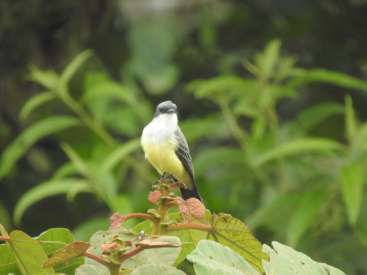 Snowy-throated Kingbird - Juan Carlos🦉 Crespo