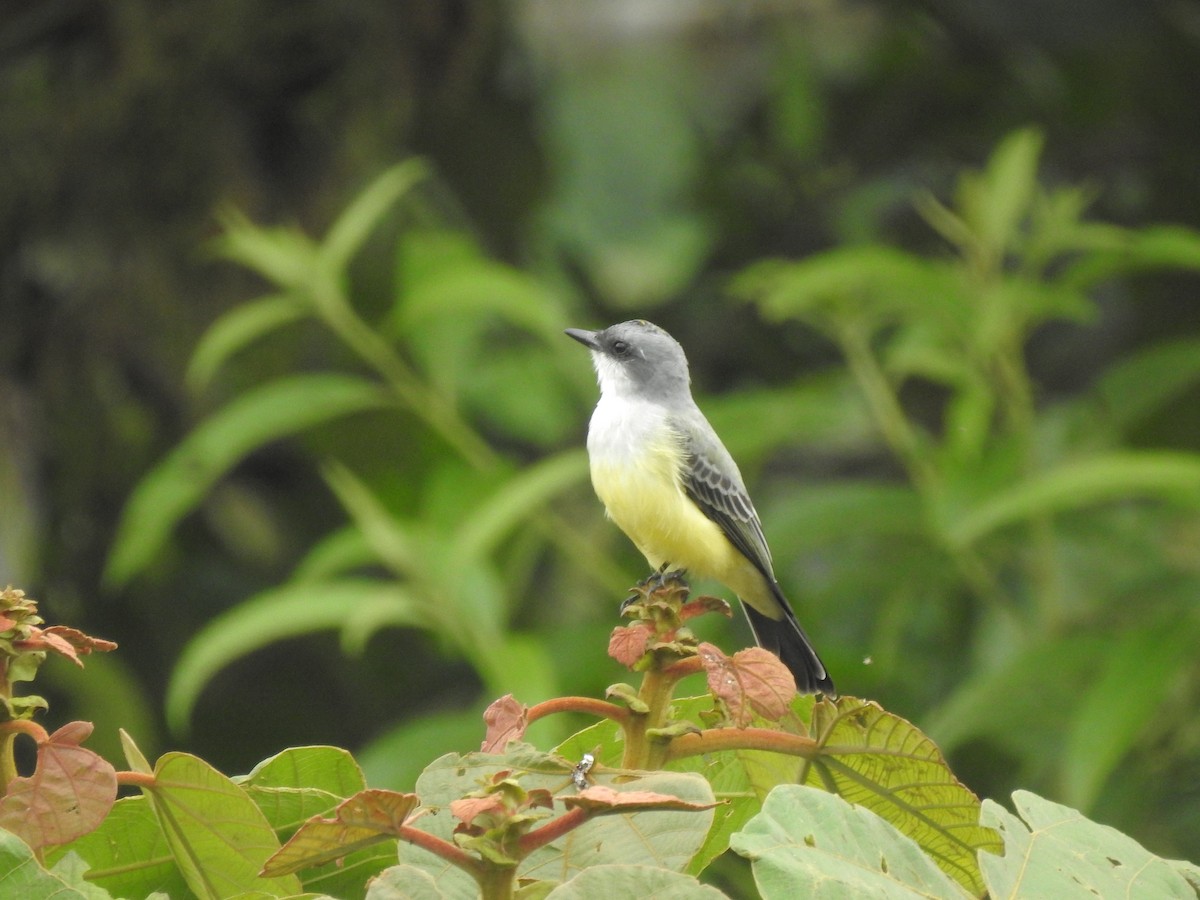 Snowy-throated Kingbird - Juan Carlos🦉 Crespo