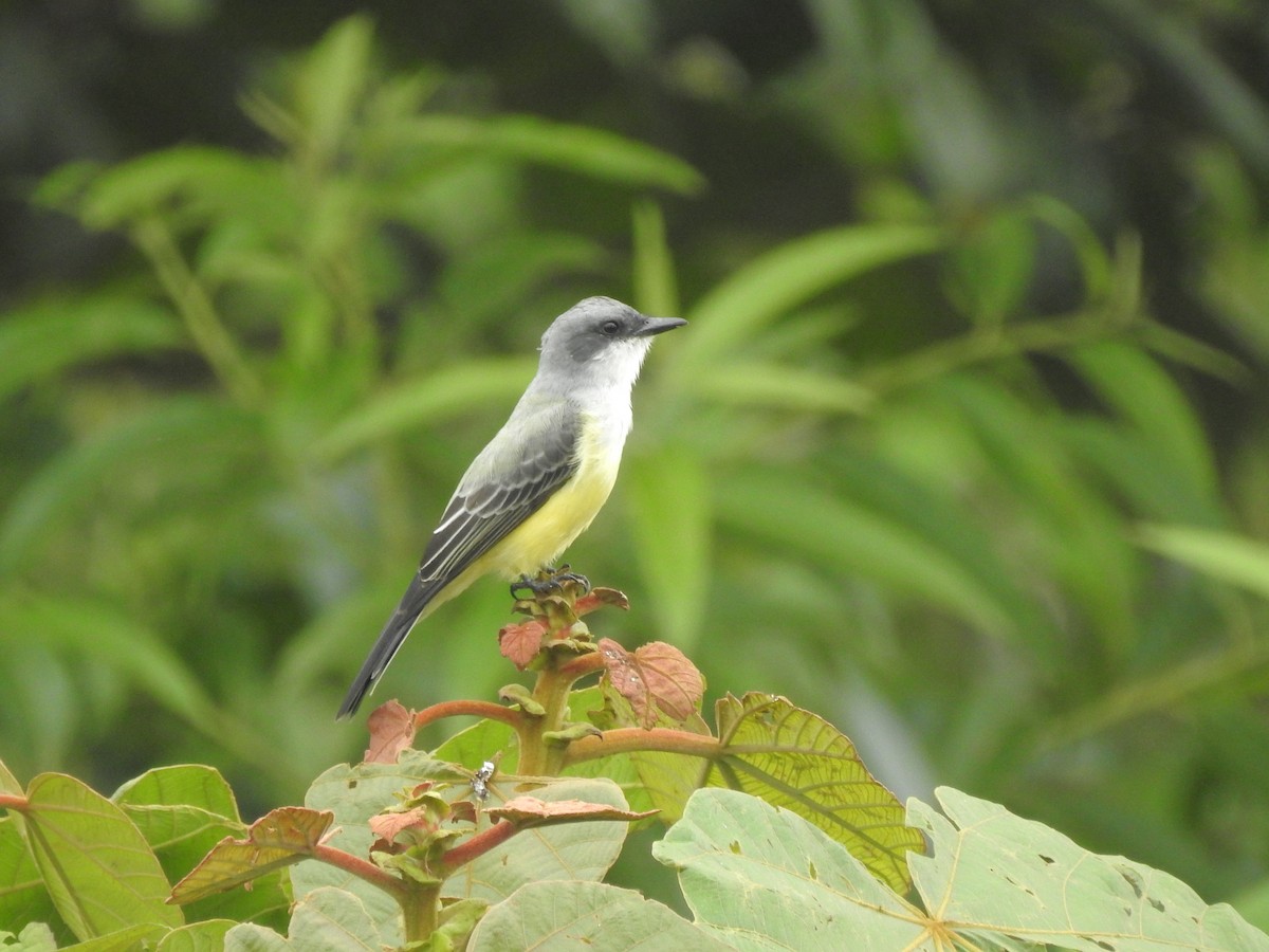 Snowy-throated Kingbird - Juan Carlos🦉 Crespo