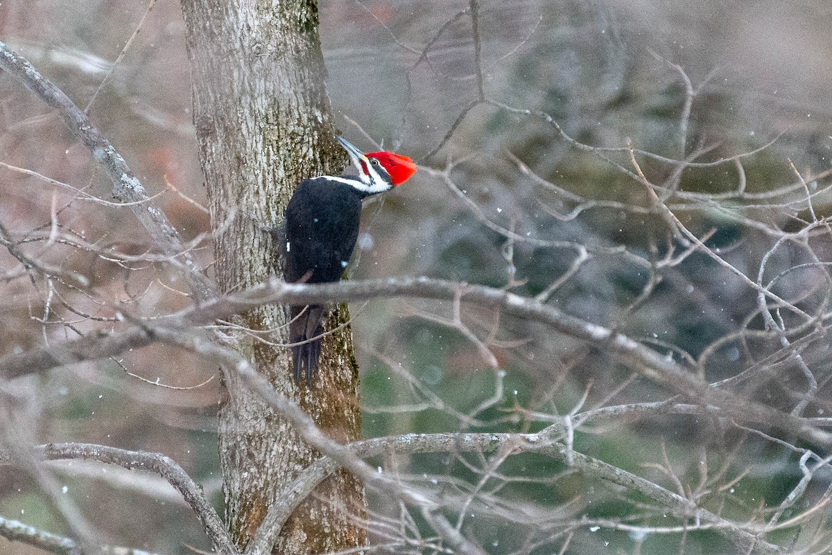 Pileated Woodpecker - Tom Raymo