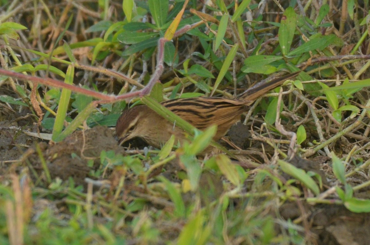 Striated Grassbird - Premchand Reghuvaran